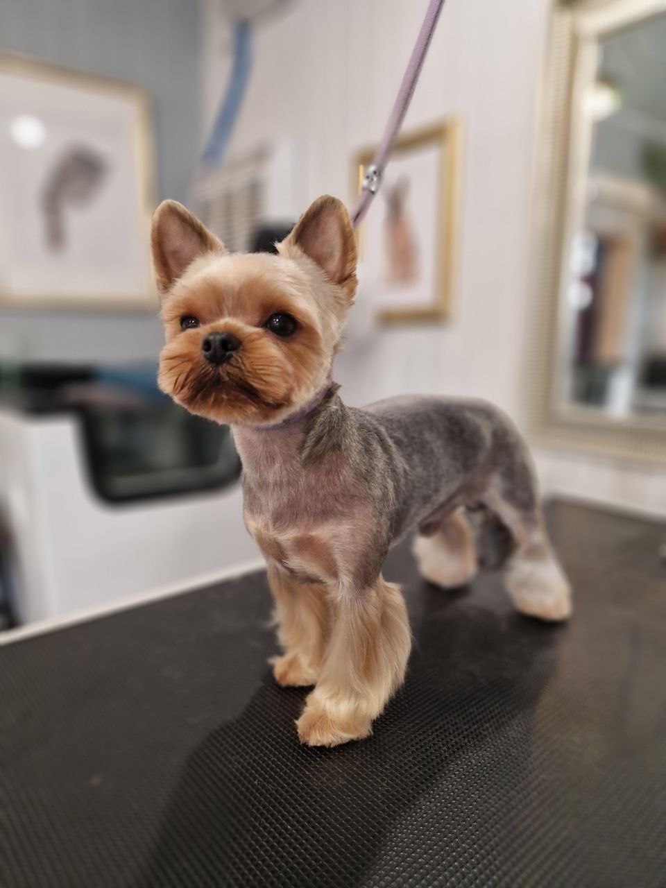 Yorkshire Terrier po strzyżeniu